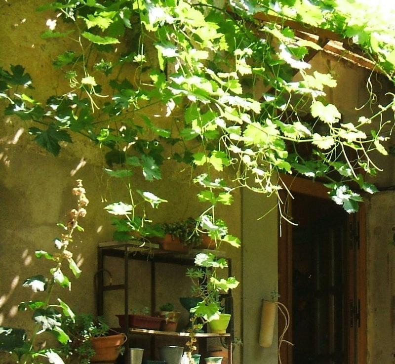 Hotel La Vigne Bleue Olonzac Exteriér fotografie